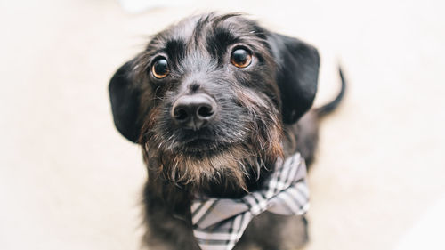 Portrait of dog against white background