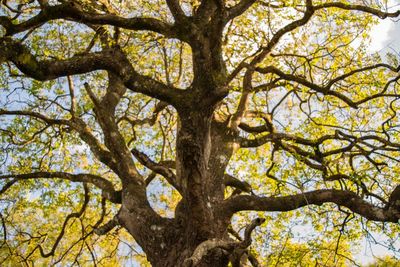 Low angle view of tree against clear sky