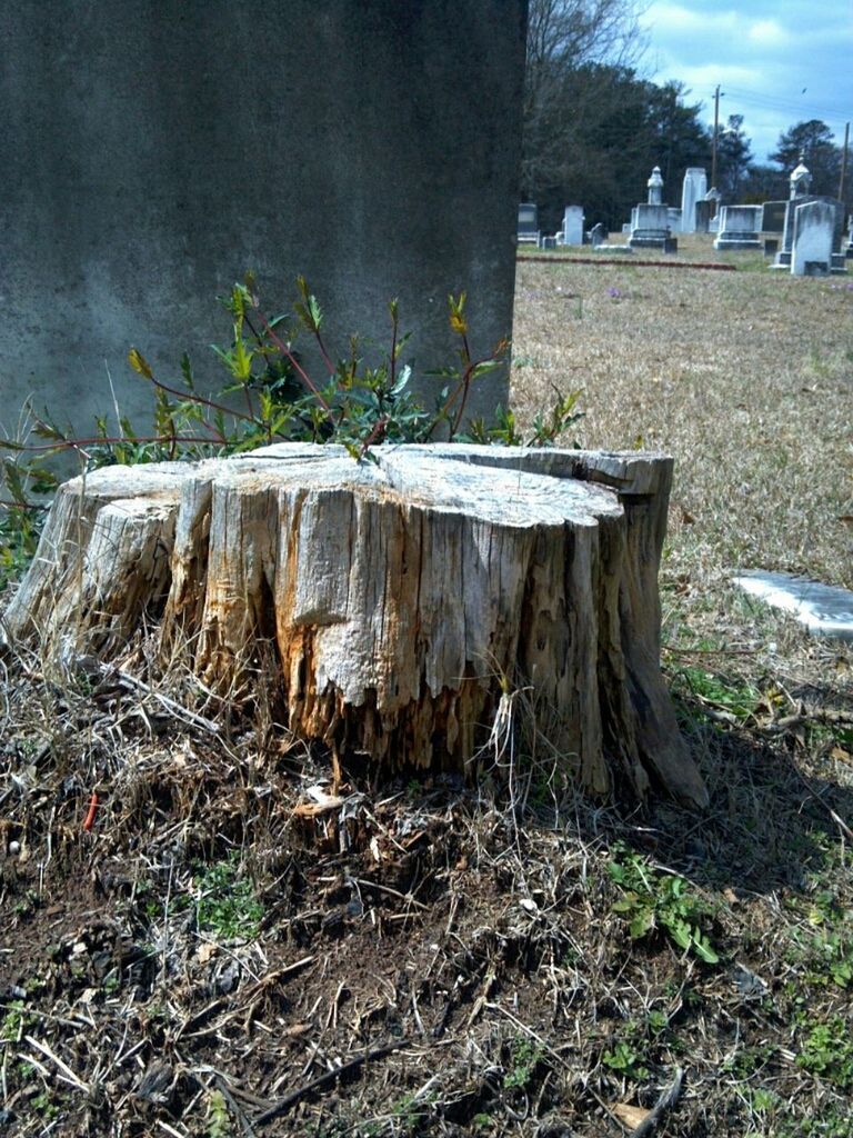 tree trunk, built structure, building exterior, architecture, abandoned, tree, damaged, wood - material, house, sky, day, nature, field, grass, plant, outdoors, no people, old, weathered, dry