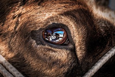 Close-up portrait of a reindeer