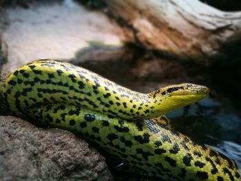 Close-up of lizard