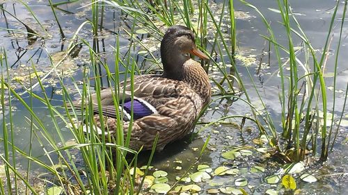 Close-up of mallard duck swimming on lake