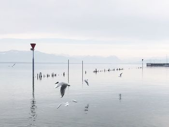 Seagulls flying over lake against sky