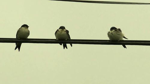 Low angle view of bird perching on tree