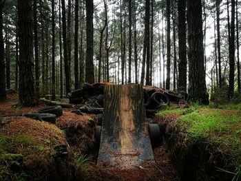 Trees in forest