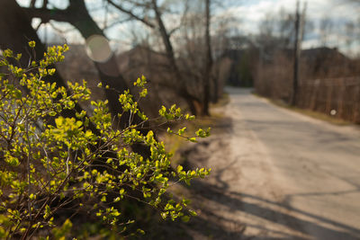 Yellow flowering plant on road