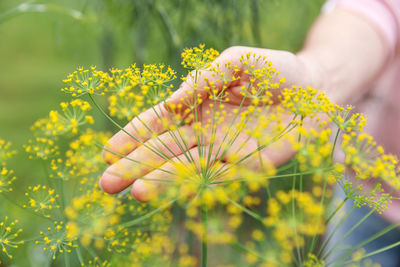 Close-up of yellow flowering plant on field