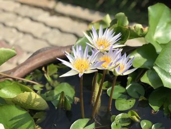 Close-up of purple flowering plant