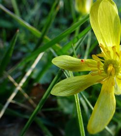 Close-up of insect on plant