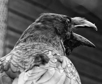 Close-up of a bird