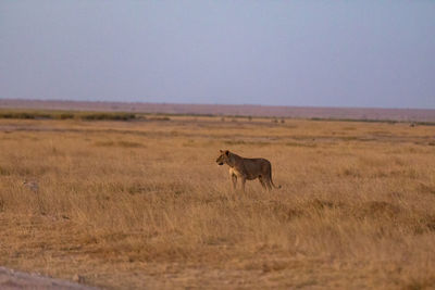 Side view of cheetah walking on field