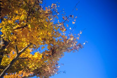 Low angle view of flowering tree against clear blue sky