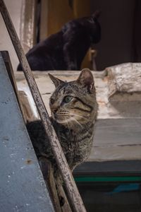 Close-up portrait of cat