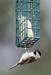 Close-up of birds perching on a bird feeder