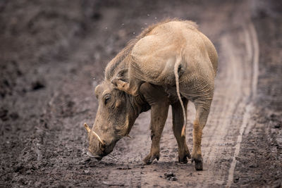 Wild boar on dirt road