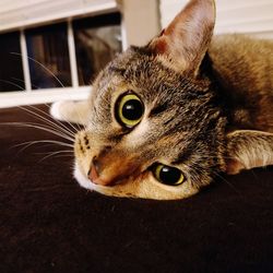 Close-up portrait of a cat