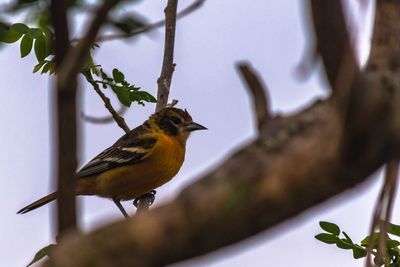 Close-up of bird perching on tree