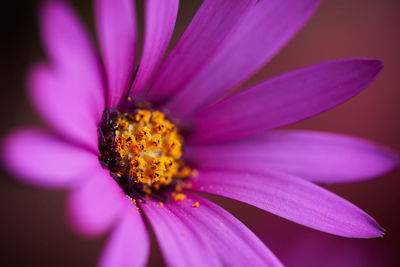 Close-up of purple flower