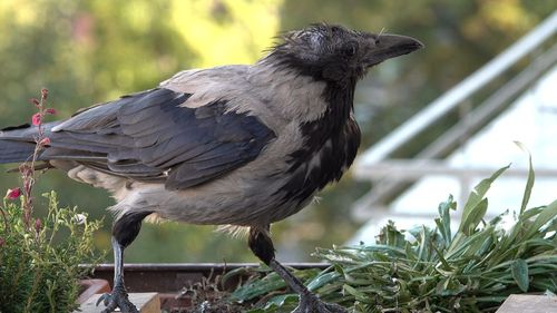 Close-up of bird perching on plant