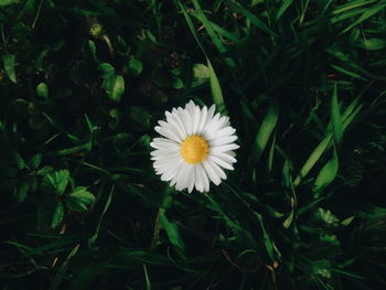 Close-up of white daisy flowers