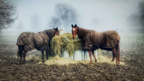 Horses in a field