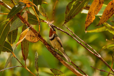 Close-up of butterfly perching on tree