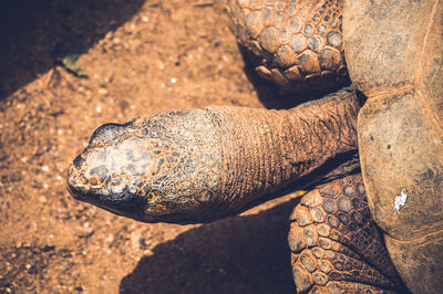 Close-up of turtle on rock