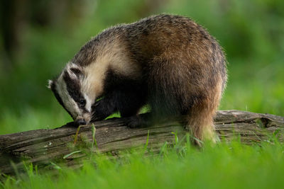 View of an animal on wood