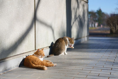 Cat sitting on footpath against wall