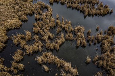 High angle view of trees by lake