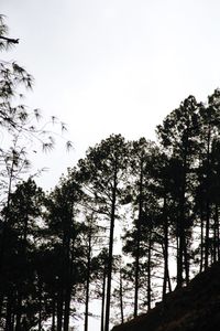 Low angle view of trees against clear sky