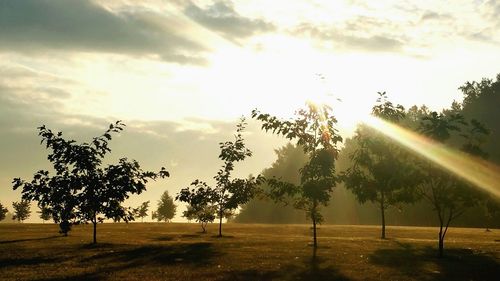 Sun shining through trees