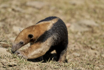 Southern tamandua, tamandua tetradactyla, collared anteater or lesser anteater, southern pantanal