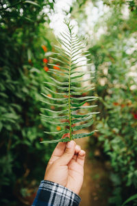 Close-up of hand holding leaves