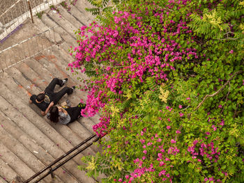 High angle view of friends sitting on steps by flowering plants