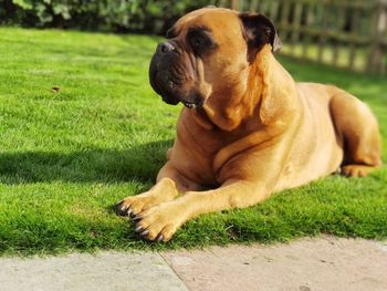 Dog relaxing on field