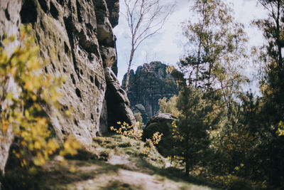 Close-up of horse on mountain against sky