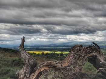 Scenic view of tree against cloudy sky