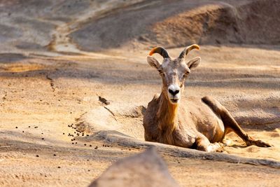 Portrait of sheep on sand