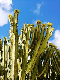 Low angle view of cactus plants growing on field against sky