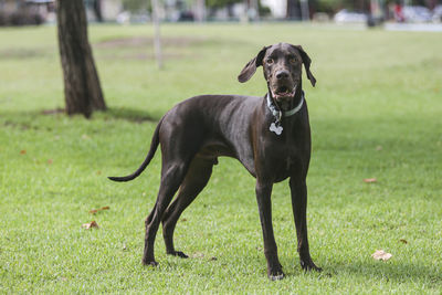 Portrait of black dog on field
