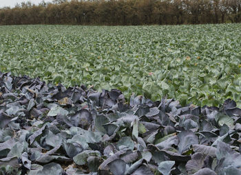 Close-up of corn field