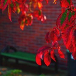 Close-up of red leaves