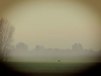 Scenic view of field against sky during foggy weather