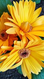 Close-up of sunflower