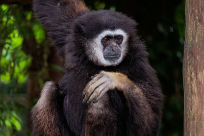 Close-up of monkey sitting on tree