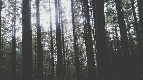 Low angle view of trees in forest