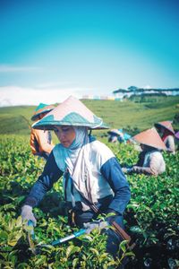 Farmers are picking tea leaves