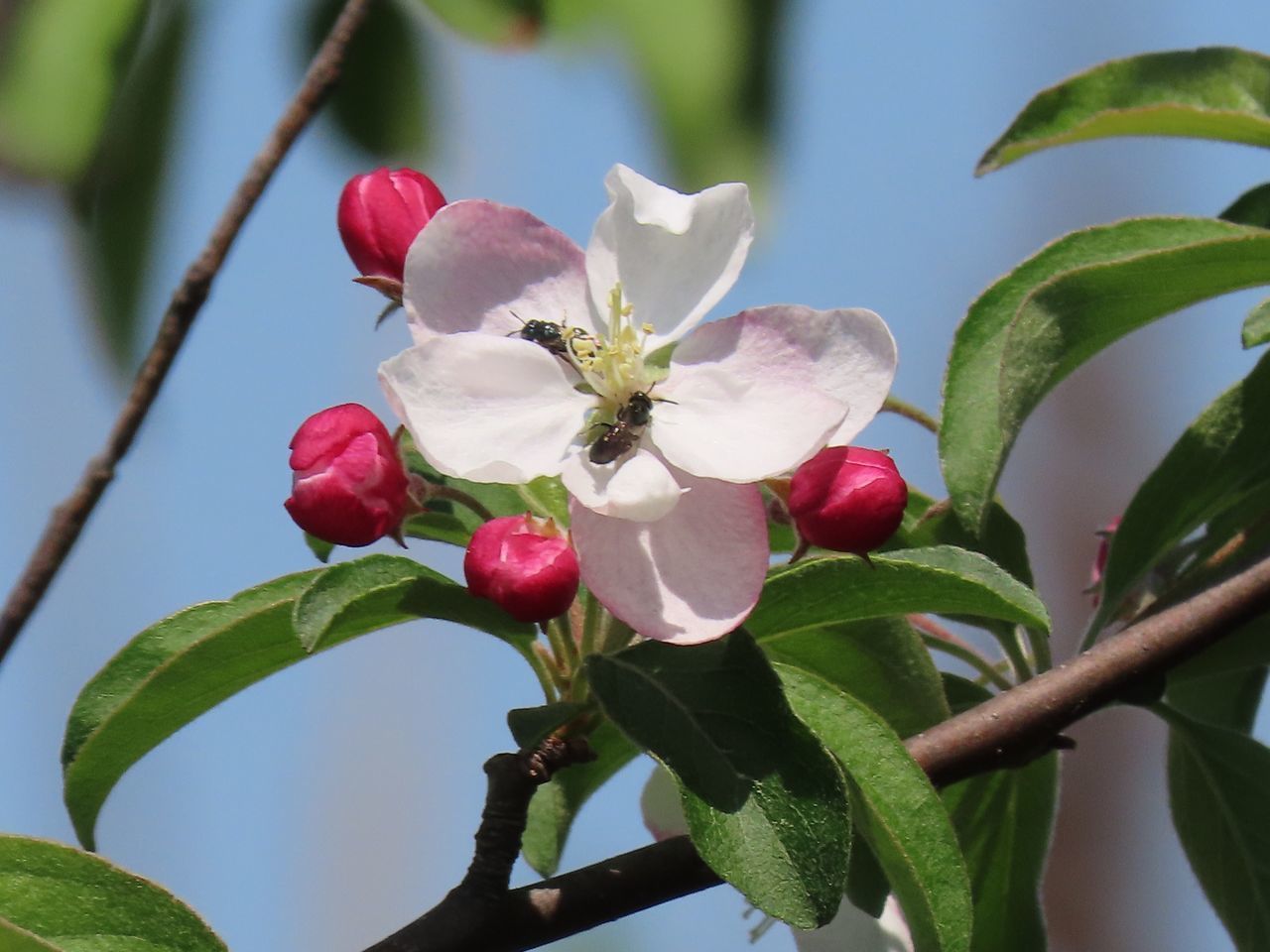 CLOSE-UP OF FRESH PINK FLOWERING PLANT AGAINST TREE