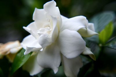 Close-up of flowers blooming outdoors